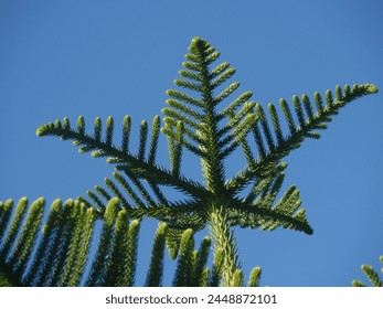 Vivid green Araucaria tree branch reaching out against a clear blue sky - Powered by Shutterstock