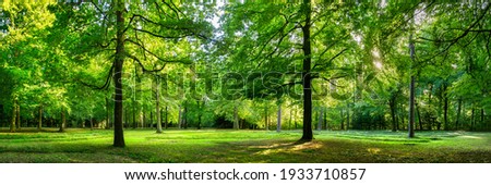 Similar – Image, Stock Photo Summer Sunny Forest Trees, Green Grass, Lane, Path, Pathway. Nature Wood Sunlight.