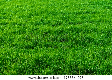 Vivid green grass on the loan. The frame is completely filled with growing uncut grass.