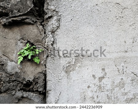 A vivid green plant defies the odds, emerging through a crack in a stark grey concrete wall. This scene symbolizes resilience and the relentless force of nature
