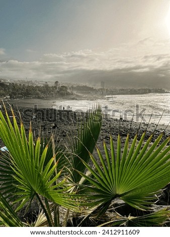 Vivid green plant in the vulcanic black sand beach, in North Tenerife