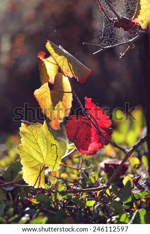 Similar – Herbststreben: Herbstblätter mit Knospe