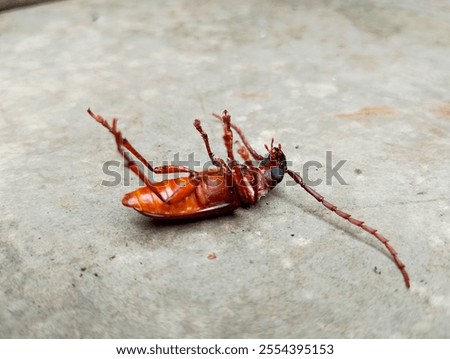 A vivid image of a red beetle lying on its back on a textured surface, showcasing its long antennae, detailed legs, and vibrant body coloring.

