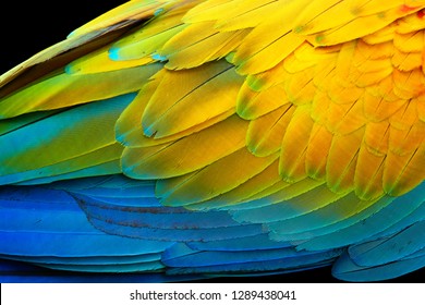 Vivid, intensive blue and yellow colored feather structure of large amazonian Scarlet Macaw parrot, Ara macao. Wildlife photography, Costa rica.