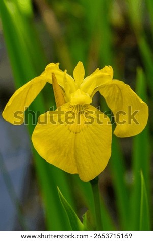 Vivid  Iris pseudacorus (yellow flag, yellow iris) flower stands out prominently against backdrop of green foliage, its petals delicately spread with intricate details visible in its center.