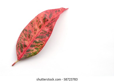 vivid leaf
