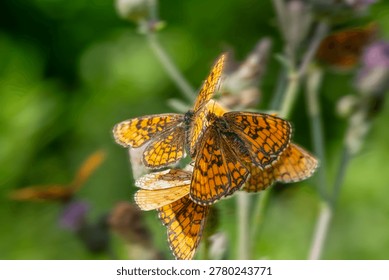 A vivid macro photograph capturing a group of orange butterflies with intricate patterns perched on lush green vegetation. The soft background highlights the delicate details of the butterflies' wings, creating a harmonious and natural scene.