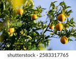 Vivid orange fruits hang from a lush green tree under bright daylight, showcasing healthy, ripe produce ready for harvest