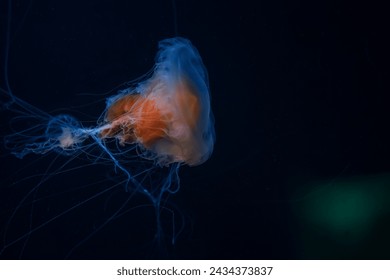 Vivid orange jellyfish with a ghostly glow and extended tentacles, floats in the deep blue sea. Orange Jellyfish with Extended Tentacles in Blue Water.