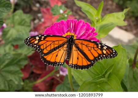 Vivid orange monarch butterfly pollinates a blooming flower