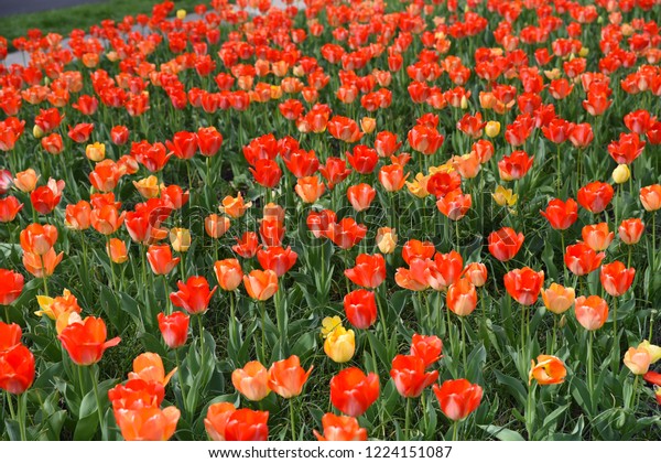 Vivid Orange Tulips During April Tulip Stock Photo Edit Now
