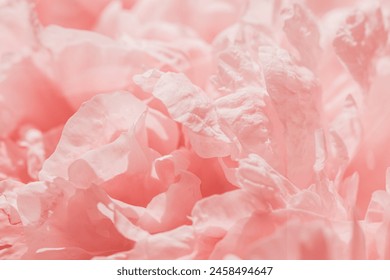 Vivid peony flowers close up nature background, summer festive floral pattern, abstract nature delicate flowery backdrop, botany environment scenery, pastel pink-white blossoming flower, sunlight - Powered by Shutterstock