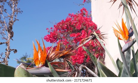 Vivid Pink Bougainvillea And Crane Flower Bloom In Garden, Orange Strelitzia Or Bird Of Paradise Blossom. Crimson Inflorescence Of Ornamental Houseplant. Floriculture And Gardening In California.