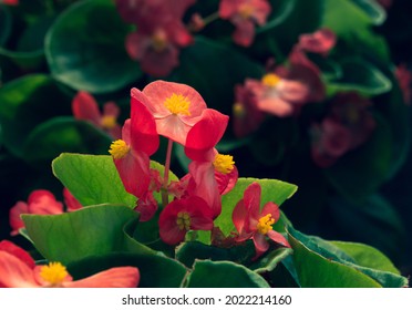 46 Perpetual Begonia Images, Stock Photos & Vectors | Shutterstock