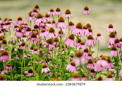 Vivid vivid pink delicate echinacea flowers in soft focus in a garden in a sunny summer day - Powered by Shutterstock