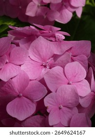 Vivid pink hydrangea florets with subtle details in bright sunlight.