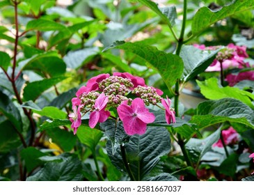A vivid pink Hydrangea Tuff Stuff flower displays its beauty amongst lush green foliage