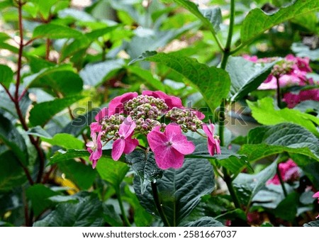 A vivid pink Hydrangea Tuff Stuff flower displays its beauty amongst lush green foliage