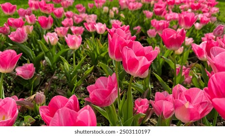 Vivid pink tulips blooming in spring garden, close up view with sunlit petals and fresh green leaves. Love and summer season concept. - Powered by Shutterstock