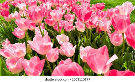 Vivid pink tulips blooming in spring garden, close up view with sunlit petals and fresh green leaves. Love and summer season concept. - Powered by Shutterstock