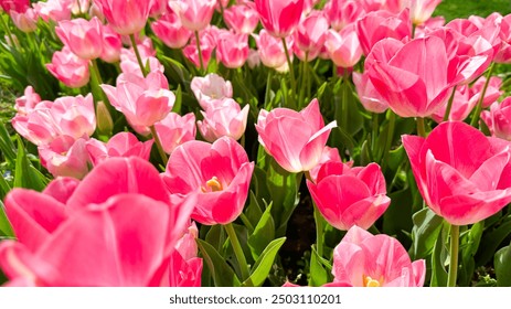 Vivid pink tulips blooming in spring garden, close up view with sunlit petals and fresh green leaves. Love and summer season concept. - Powered by Shutterstock