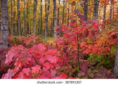 Vivid pinks, yellows, oranges and reds fill forest of woodsy trees in autumn.