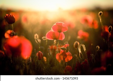 Vivid Poppy Field