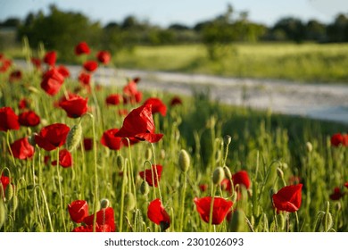 Vivid poppy field along the road. Beautiful red poppy flowers on green fleecy stems grow in the field. Scarlet poppy flowers in the sunset light. Close-up of poppies