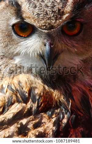 Similar – Foto Bild Blick Vogel Bussard