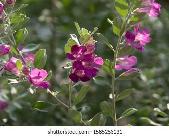 336 Leucophyllum frutescens Images, Stock Photos & Vectors | Shutterstock