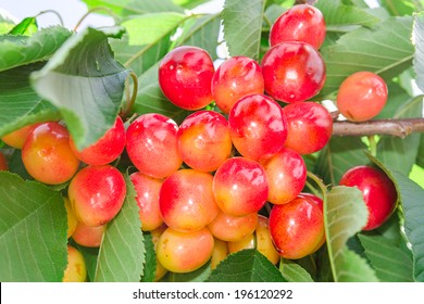 Vivid Rainier White Cherry Berry Closeup On Tree Branch