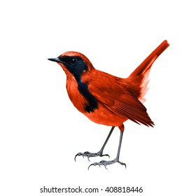 The Vivid Red Bird Fully Standing Isolated On White Background
