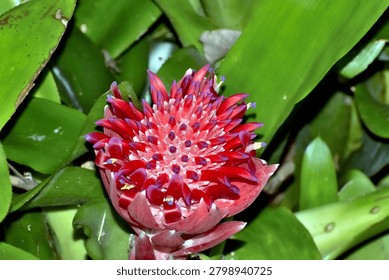 A vivid red bromeliad bloom forms a dense rosette of pointed petals, accented by purple‑tipped buds and tiny yellow stamens. Broad glossy green leaves surround the flower, creating a striking tropical contrast and highlighting its bold structure.