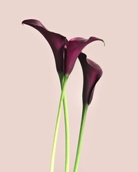 Vivid Red Calla Lilies Flowers On Pink Background. Nature Flowery Image, Minimal Style. Bouquet Of Bright Blooming Flowers. Blooms Fresh Calla Lily Close Up, Floral Still Life Poster, Copy Space