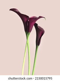 Vivid red Calla lilies flowers on pink background. Nature flowery image, minimal style. Bouquet of bright blooming flowers. Blooms fresh Calla lily close up, floral still life poster, copy space - Shutterstock ID 2150015795