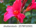 A vivid red flower is situated atop a thin green stem with divine water droplets adorning its surface