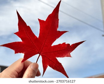 A vivid red maple leaf is held up against a bright sky, revealing its sharp edges and rich autumn color. The soft daylight highlights the leaf’s texture, creating a clean, seasonal nature moment.