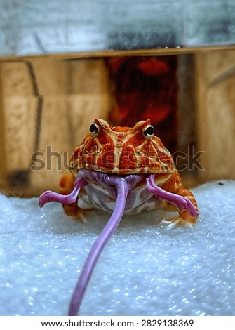Vivid red Pacman frog devouring a small white mouse close up view