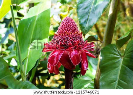 Vivid red Torch Ginger blossom (etlingera elatior) in the tropical rainforest near Hilo, on Hawaii's Big Island. Green Gold Dust Day Gecko (phelsuma laticauda) is on nearby leaf, looking at the camera