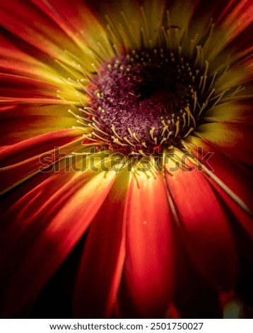 Similar – Gerbera