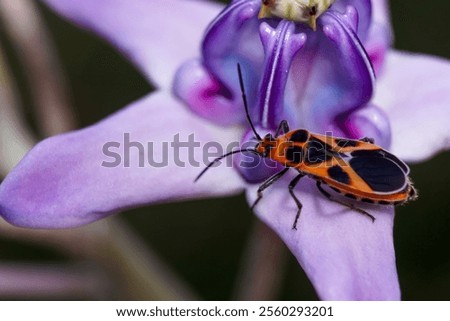 A vivid redbug perched on the crown of a blooming widuri flower, showcasing intricate details of the insect and the delicate petals