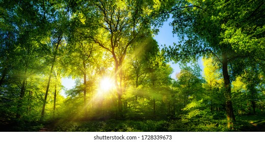 Vivid scenery of beautiful sunlight in a lush green forest, with vibrant colors and pleasant contrast