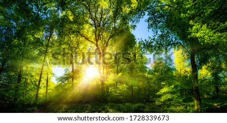 Vivid scenery of beautiful sunlight in a lush green forest, with vibrant colors and pleasant contrast