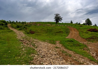 Vivid Summer Scapes From Prahova Valley, Romania