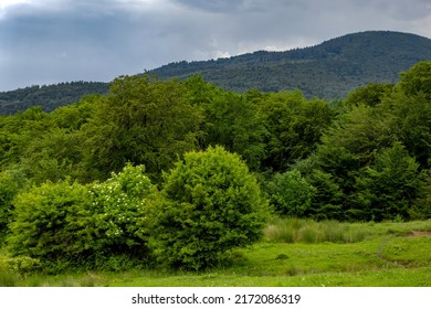 Vivid Summer Scapes From Prahova Valley, Romania