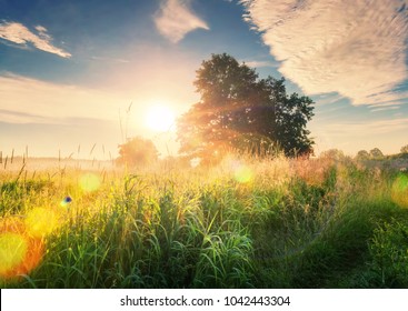 Lebhafter Sommersonnenaufgang auf grüner Wiese und Sonnenliegen durch den Baum am Morgen. Landschaft mit hellen Sonnenstrahlen auf grünem Feld mit großem Baum. Sommernatur. Natürliches Morgensonnenlicht.