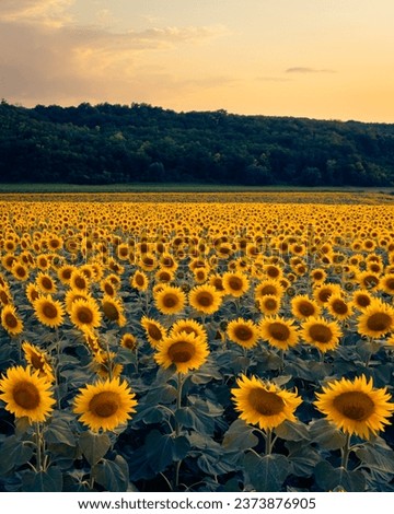 Vivid sunset over a sunflower field in the rural Hungary, natural background