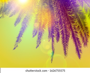 Vivid tropical leaves of palm tree in multicolors fluorescent tints. Creative psychedelic color layout made of tropical leaves as summer concept for beach party on exotic island in hawaiian style.