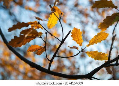 Vivid yellow autumn oak tree foliage at sunny day. Natural soft beautiful background with orange fall leaves over clean blue sky. Wilting of nature in November