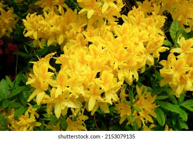 Vivid yellow Azalea flowers growing in park garden. Bright fresh spring bloom on colourful Azalea shrub. 